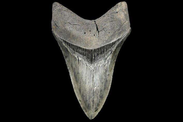 Serrated, Fossil Megalodon Tooth - Lower Tooth #134280